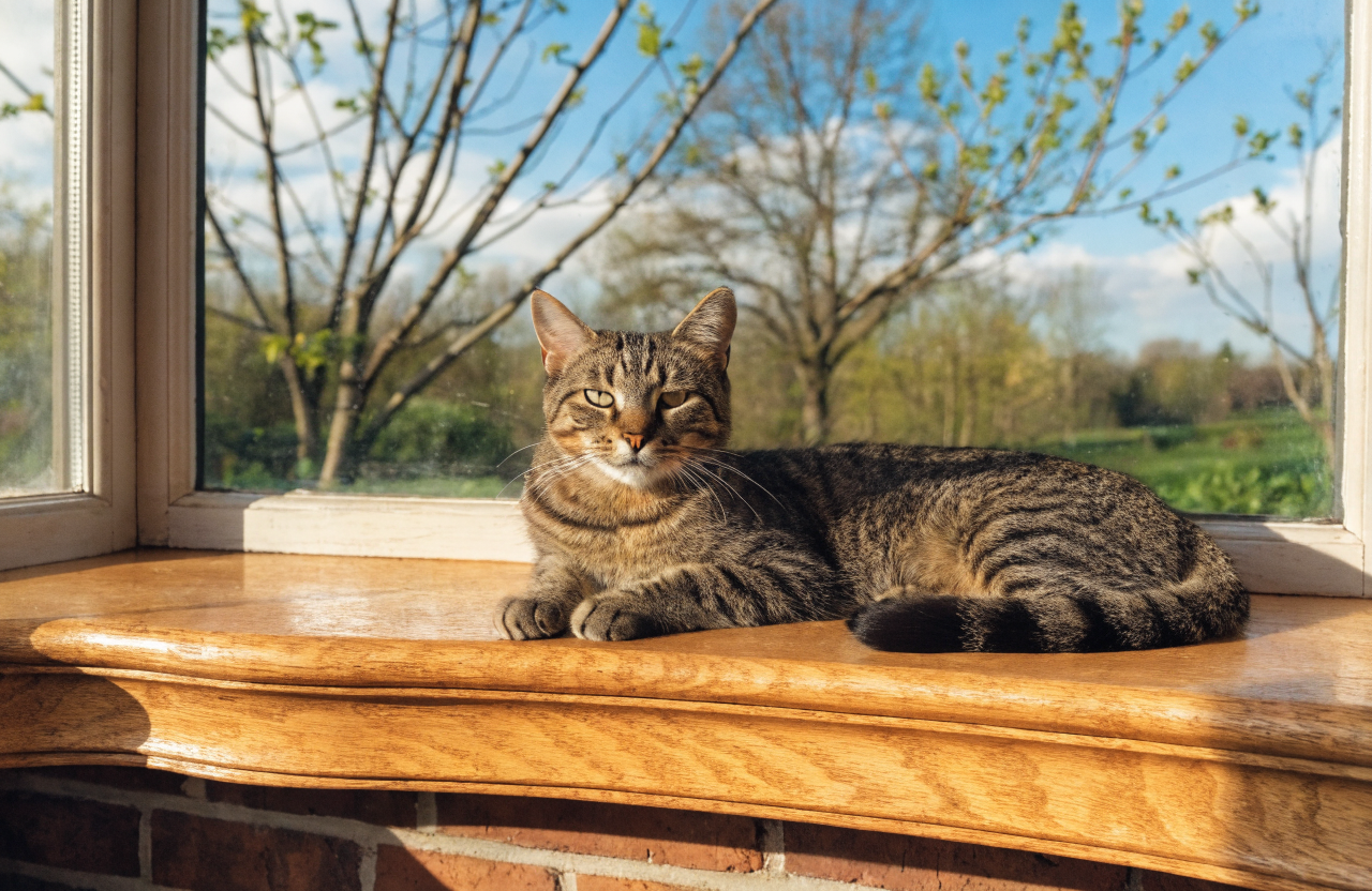 Feline Flea & Tick Prevention: Keep Your Cat Safe This Spring