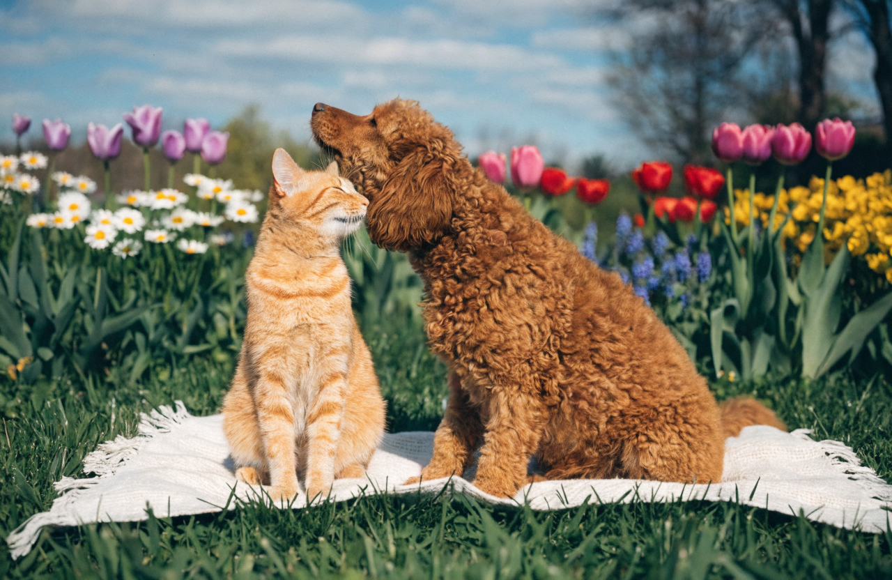 Spring Allergies in Pets: Symptoms and Relief Strategies