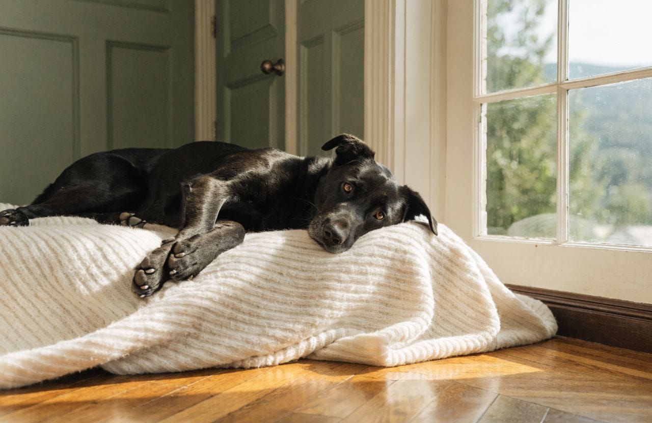 Understanding Hip Dysplasia in Dogs: Symptoms, Treatment, and Prevention
